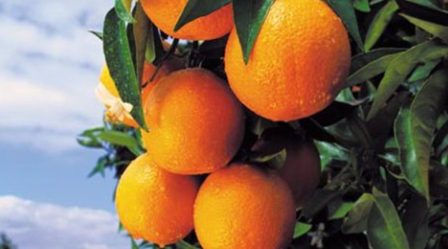 Alemania y España, los países líderes en consumo de naranjas, mandarinas y clementinas